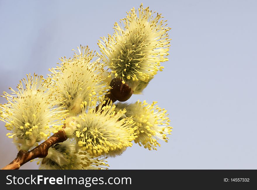 Blossoming willow, on a background of the blue sky. Kamchatka. Blossoming willow, on a background of the blue sky. Kamchatka.