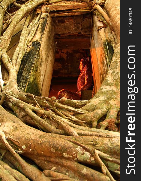 The bodh tree on the roof of Bangkoog Temple in Thailand. The bodh tree on the roof of Bangkoog Temple in Thailand.