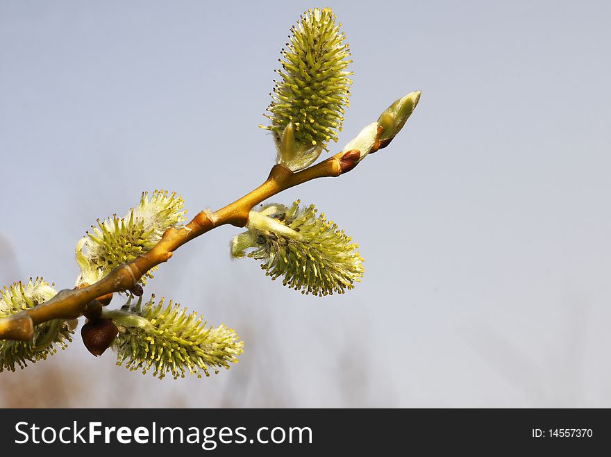 Blossoming willow, on a background of the blue sky. Kamchatka. Blossoming willow, on a background of the blue sky. Kamchatka.