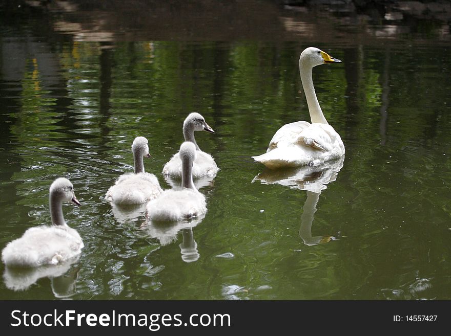 The white swan on the lake in the City Park