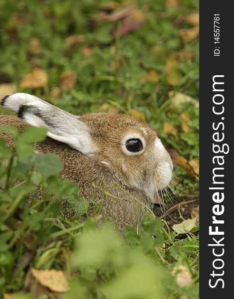 Rabbit Sitting On A Green Grass