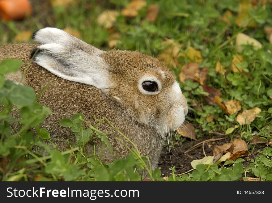 Rabbit Sitting On A Green Grass