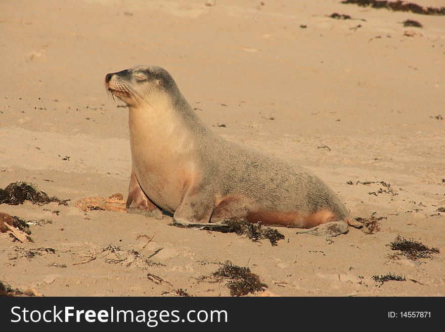 Picture of a seal on a beach
