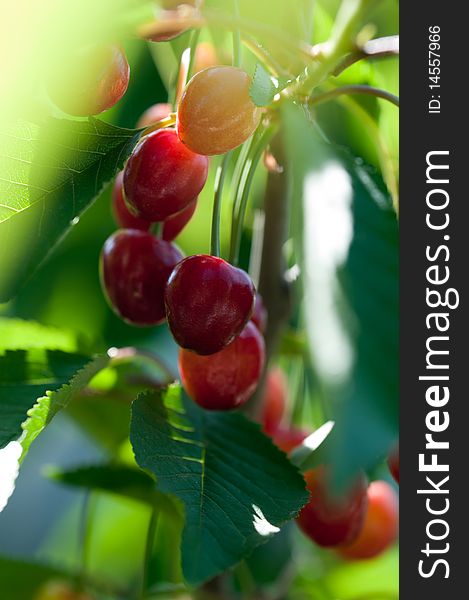 Fresh cherry's on branch shot with macro lens