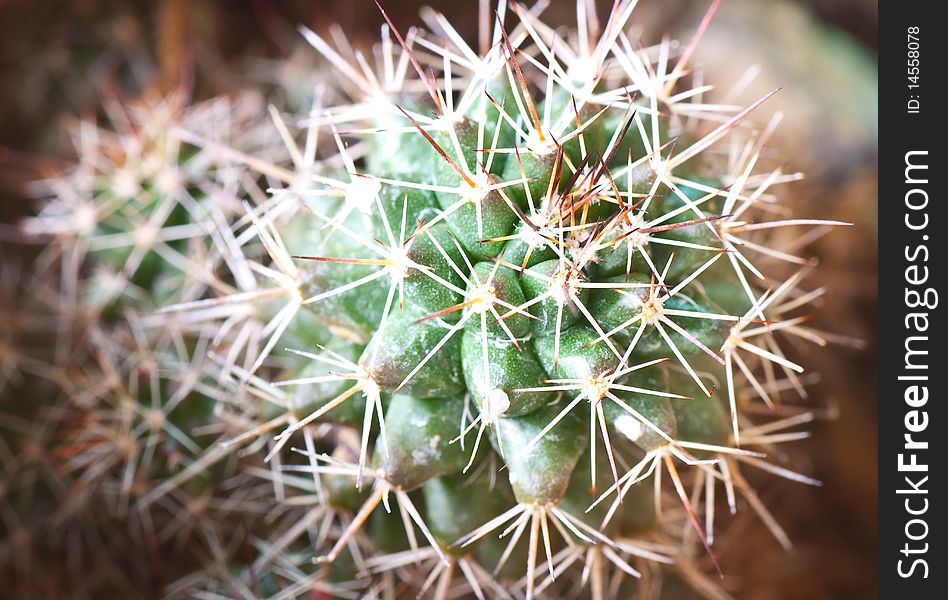 Close-up of fishhook barrel cactus