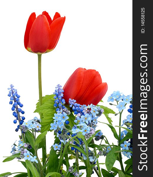 Red, blue and green May  flowers  of Myosotis and Tulips. Isolated on white. Red, blue and green May  flowers  of Myosotis and Tulips. Isolated on white.