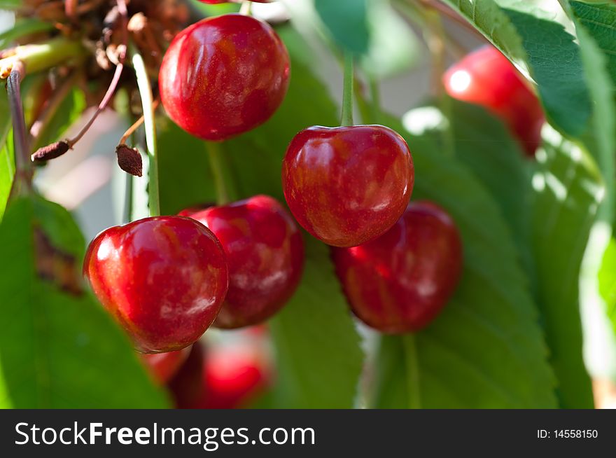 Horizontal photo of red cherrys on branch. Horizontal photo of red cherrys on branch