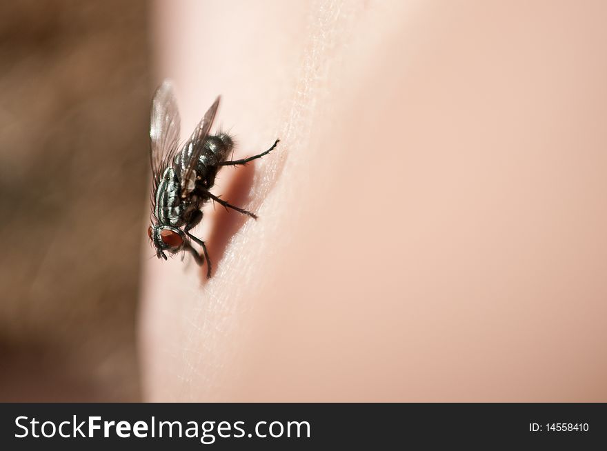 Macro photo of fly on human skin. Macro photo of fly on human skin