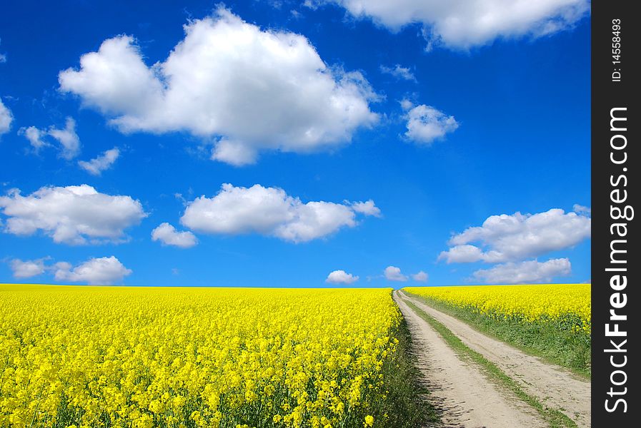 Landscape of the gold field