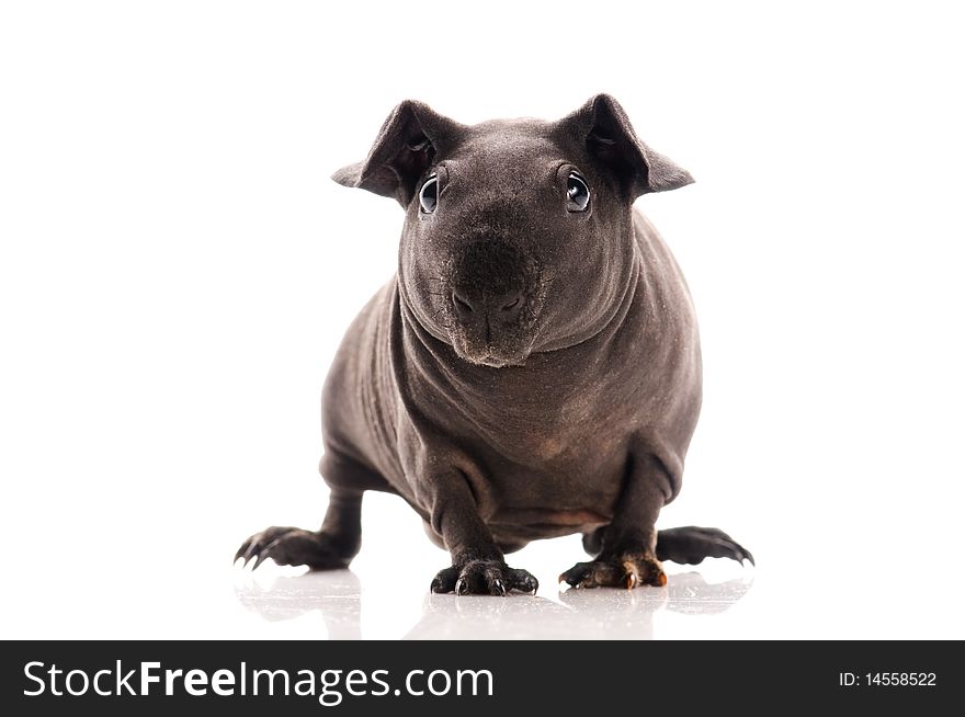 Funny skinny guinea pig on white background