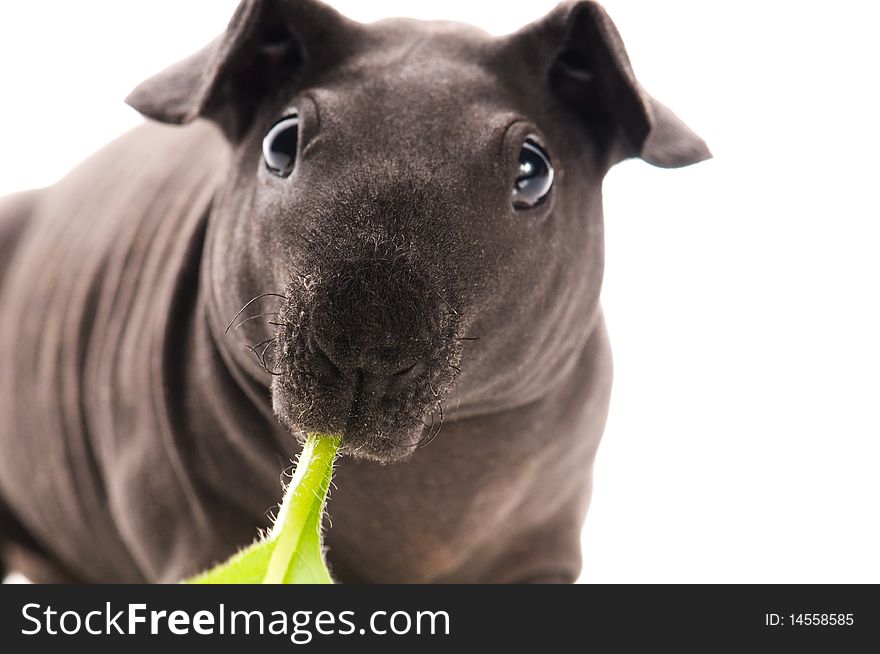 Skinny guinea pig on white background