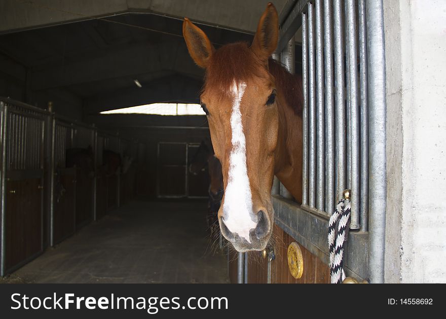 First floor of a horse tied to the fence