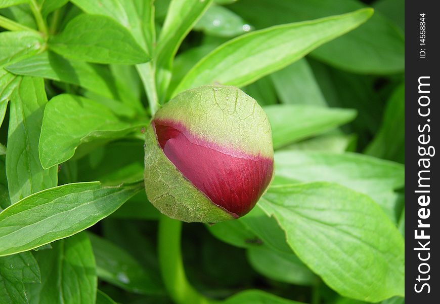 A large deep red bud about to burst open, surrounded by its greenery. A large deep red bud about to burst open, surrounded by its greenery