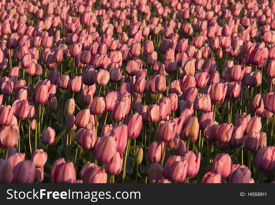 Large field with pink tulips in Washington state