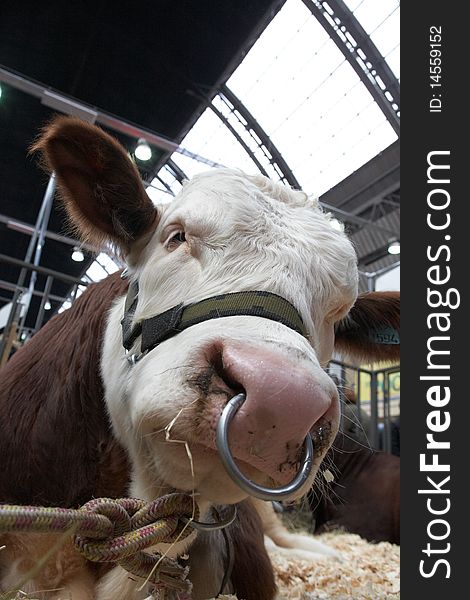 Brown-white bull on agricultural exhibition