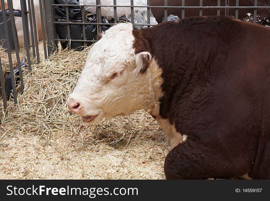 Brown-white bull on agricultural exhibition