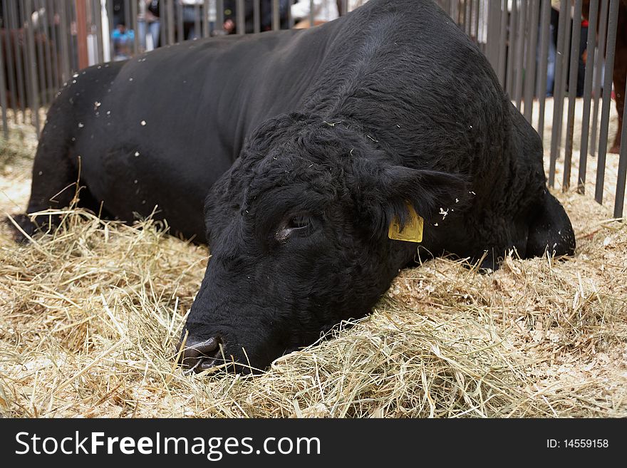 Black bull on agricultural exhibition