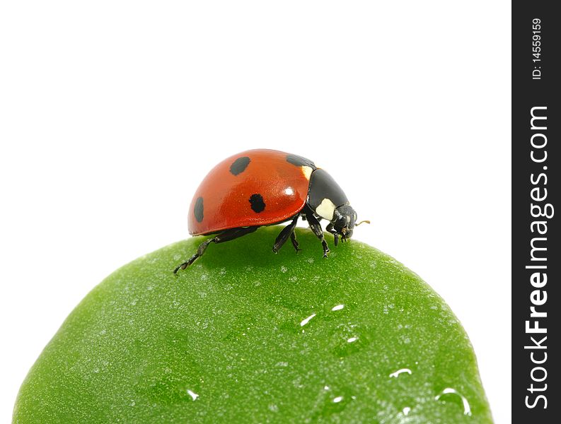 Ladybug sitting on a green leaf. Ladybug sitting on a green leaf