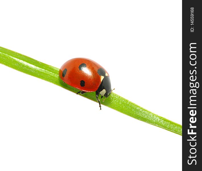 Ladybug sitting on a green leaf