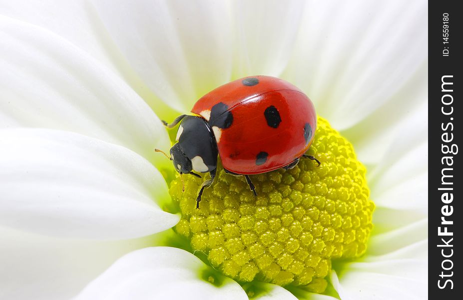The ladybug sits on a flower petal. The ladybug sits on a flower petal