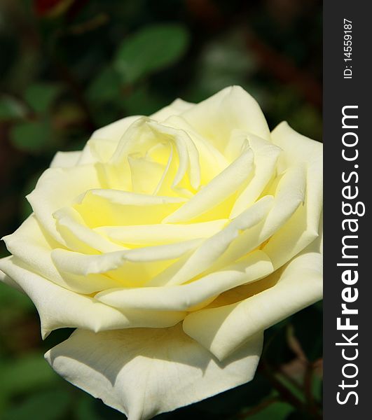 Close up image of beautiful yellow rose