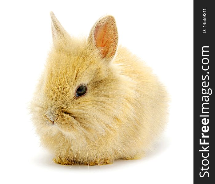 Small brown rabbit isolated on white