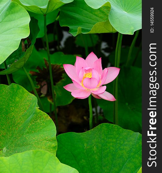 Single beautiful lotus in the pond. Single beautiful lotus in the pond