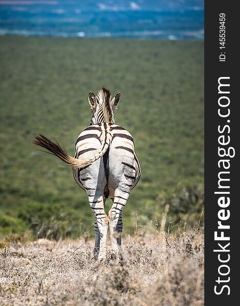 Zebra In Etosha National Park, Namibia