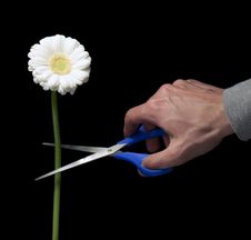 Flower Being Cut Royalty Free Stock Photo