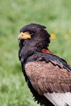 Beautiful Predatory Bird Sitting In The Grass Royalty Free Stock Image Beautiful Predatory Bird Sitting In The Grass Royalty Free Stock Image