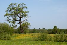 Summer Meadow Stock Image Summer Meadow Stock Image