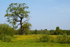 Summer Meadow Stock Photos Summer Meadow Stock Photos