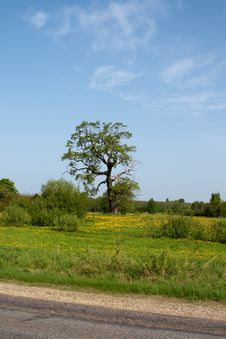 Summer Meadow Royalty Free Stock Photography Summer Meadow Royalty Free Stock Photography