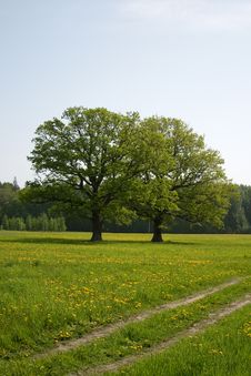 Summer Meadow Royalty Free Stock Photos Summer Meadow Royalty Free Stock Photos
