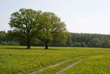 Summer Meadow Royalty Free Stock Photos Summer Meadow Royalty Free Stock Photos