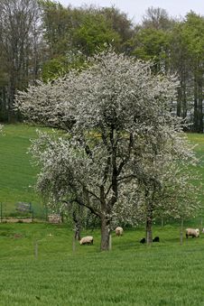 Cherry Tree In Spring With Sheeps, Germany Royalty Free Stock Image Cherry Tree In Spring With Sheeps, Germany Royalty Free Stock Image