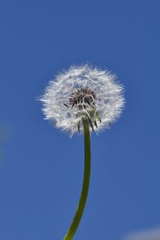 Dandelion Royalty Free Stock Photos Dandelion Royalty Free Stock Photos