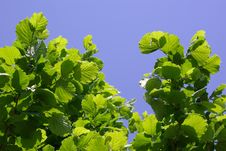 Green Leaves Against Sky Royalty Free Stock Image Green Leaves Against Sky Royalty Free Stock Image