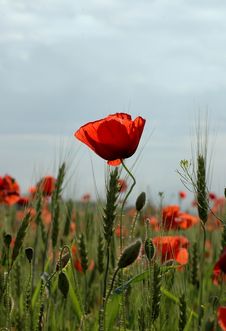Field Of Red Poppies Royalty Free Stock Photos