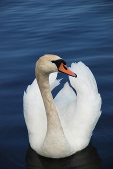 Swan In A Lake Royalty Free Stock Photography Swan In A Lake Royalty Free Stock Photography