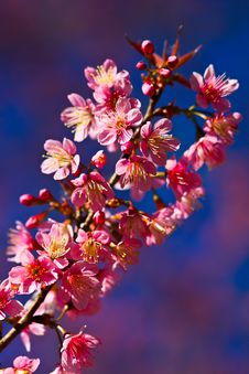 Thai S Sakura Stock Photo Thai S Sakura Stock Photo