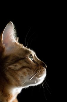 Hunter In Profile Royalty Free Stock Images Hunter In Profile Royalty Free Stock Images