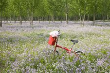 Bicycle In Wildflower Field Stock Photography