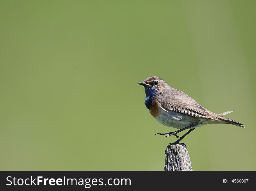 Bluethroat on a stake. It's not always easy to keep your balance in such a position.