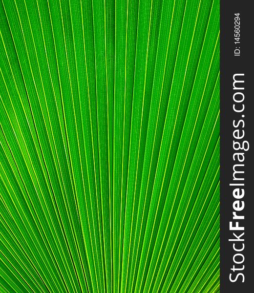 Palm Leaf radius for web page or background. Palm Leaf radius for web page or background