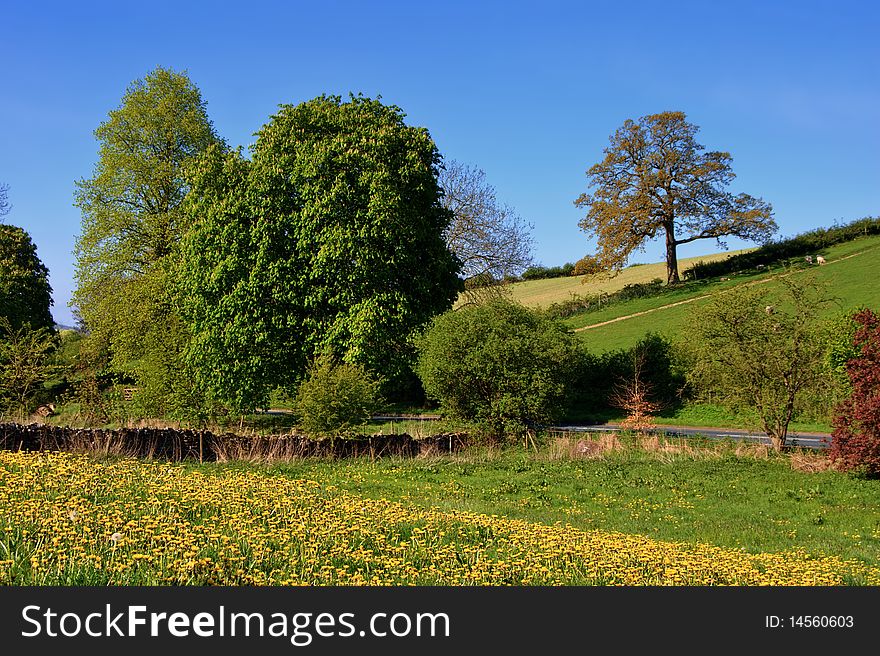 A field of Dandelions in a rural setting. Taken in Spring