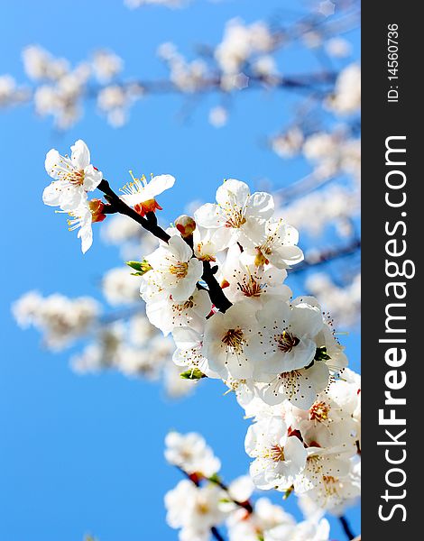 Flowers of a tree of an apricot against the blue sky. Flowers of a tree of an apricot against the blue sky