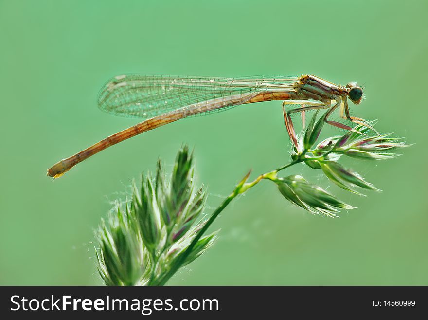 Dragonfly Resting On A Plant