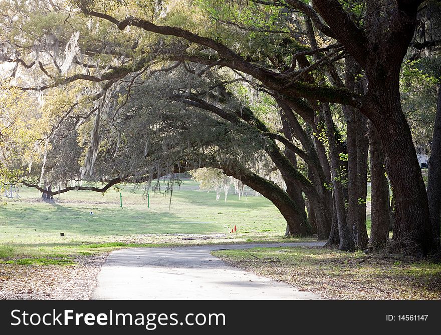 Path with trees lined the driveway with Spanish Moss dropping from them. Path with trees lined the driveway with Spanish Moss dropping from them