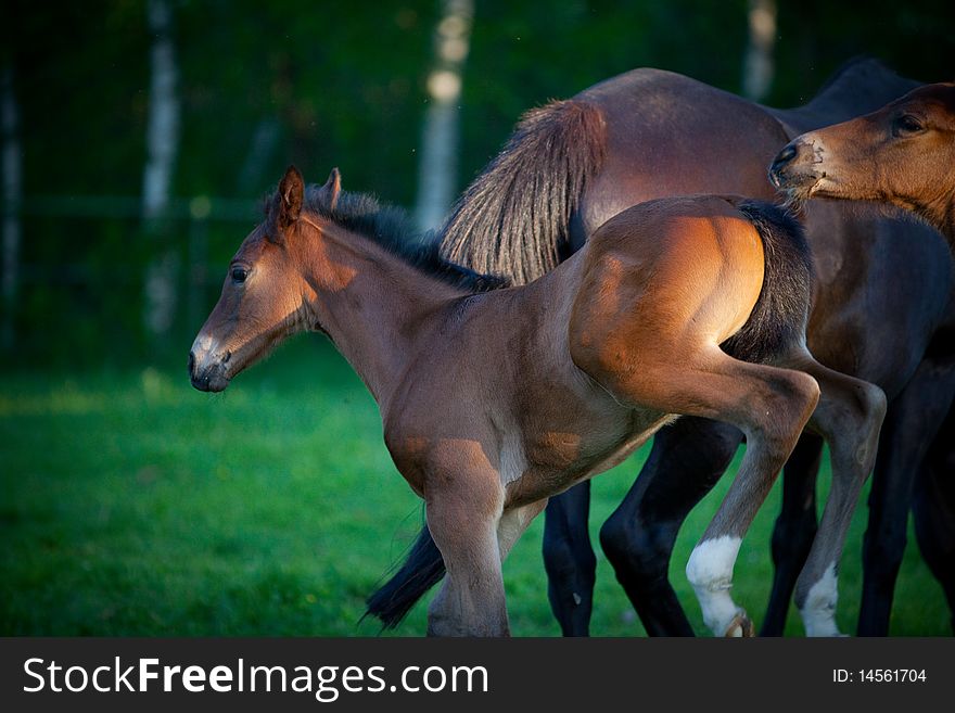 Foal kicking in pasture with mare